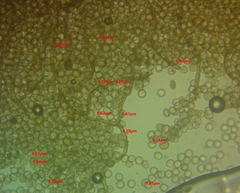 Arcyria riparia