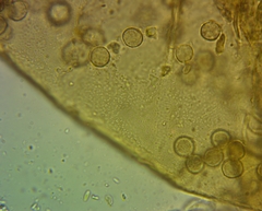 Arcyria riparia