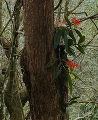 Aeschynanthus fulgens