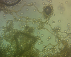 Arcyria riparia