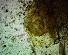 Arcyria riparia