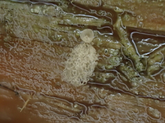 Arcyria riparia