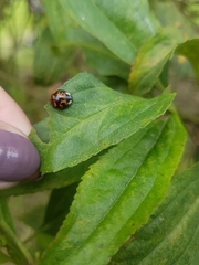 Harmonia axyridis