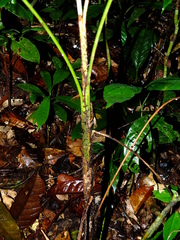 Bactris cuspidata
