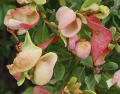 Exobasidium ferrugineae