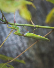 Hierodula transcaucasica