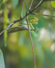Hierodula transcaucasica