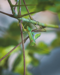 Hierodula transcaucasica