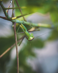 Hierodula transcaucasica