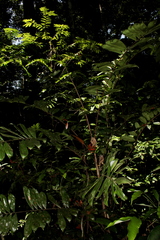 Bactris elegans