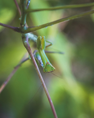 Hierodula transcaucasica