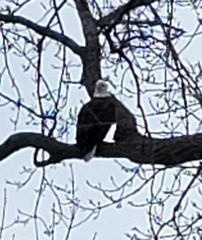 Haliaeetus leucocephalus