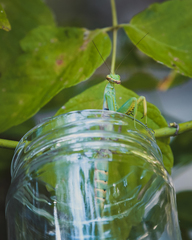 Hierodula transcaucasica