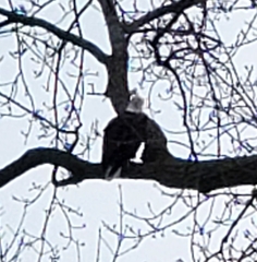 Haliaeetus leucocephalus