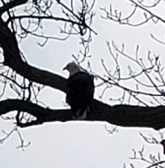 Haliaeetus leucocephalus