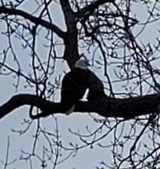 Haliaeetus leucocephalus