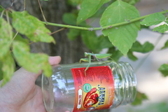 Hierodula transcaucasica