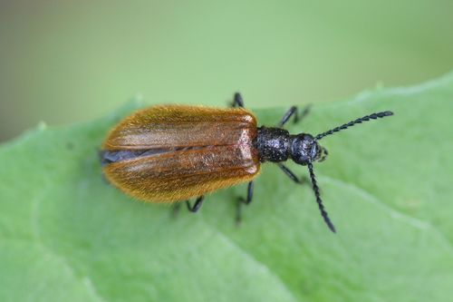 Rough-haired Lagria Beetle