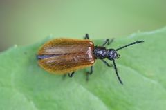 Rough-haired Lagria Beetle