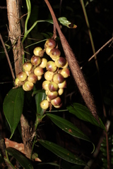 Bactris elegans