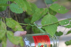 Hierodula transcaucasica