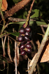 Bactris elegans