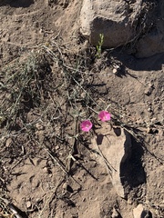 Convolvulus chilensis