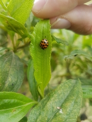 Harmonia axyridis