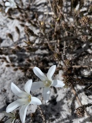 Roella arenaria