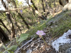 Agalinis edwardsiana