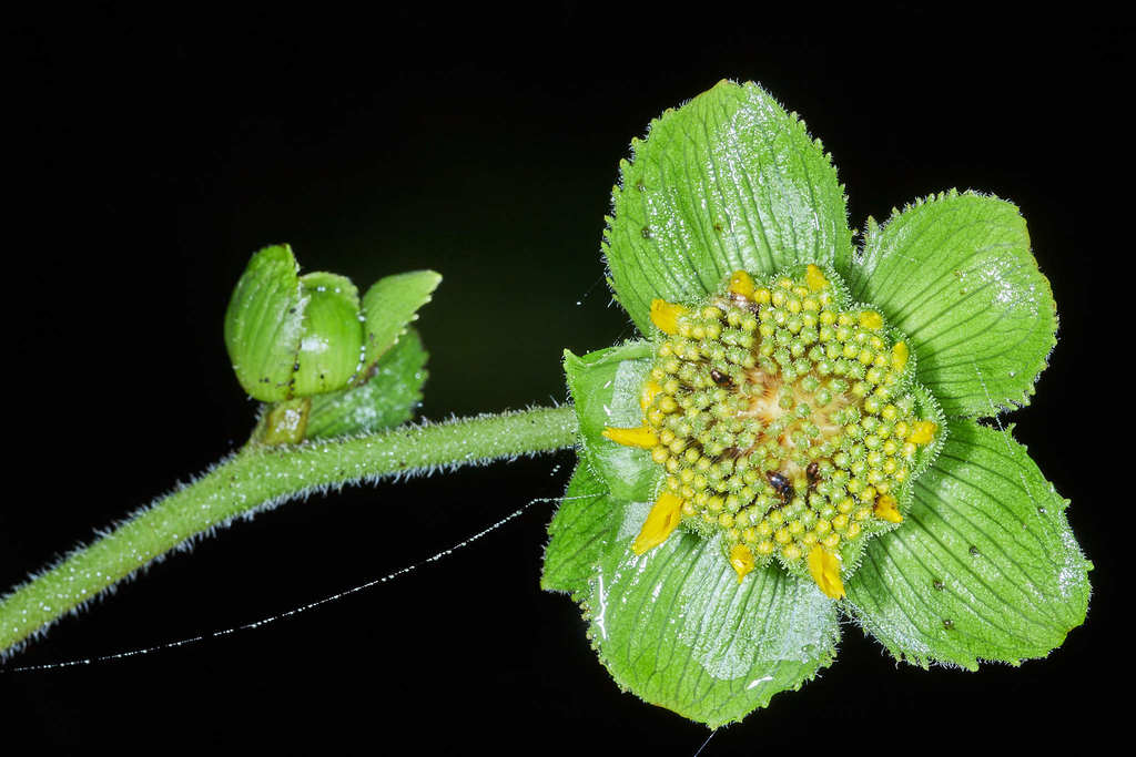 Smallanthus quichensis
