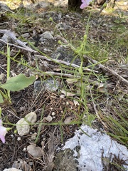 Agalinis edwardsiana