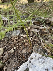 Agalinis edwardsiana