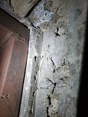 Tenuidactylus turcmenicus