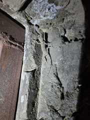 Tenuidactylus turcmenicus