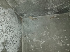 Tenuidactylus turcmenicus