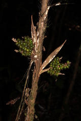 Bactris hirta