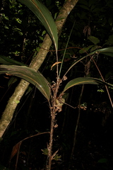 Bactris hirta
