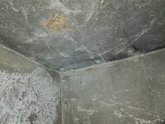 Tenuidactylus turcmenicus