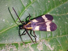 Correbidia