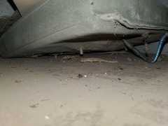 Tenuidactylus turcmenicus