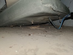 Tenuidactylus turcmenicus