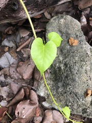 Ipomoea alba