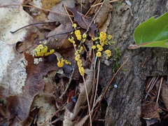 Physarum virescens