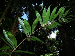Bactris maraja