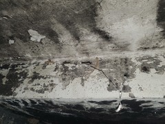 Tenuidactylus turcmenicus