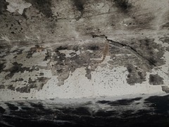 Tenuidactylus turcmenicus