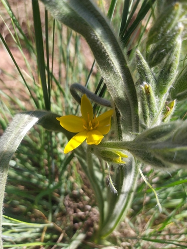 Silver-leaved star-flower (Hypoxis rigidula)