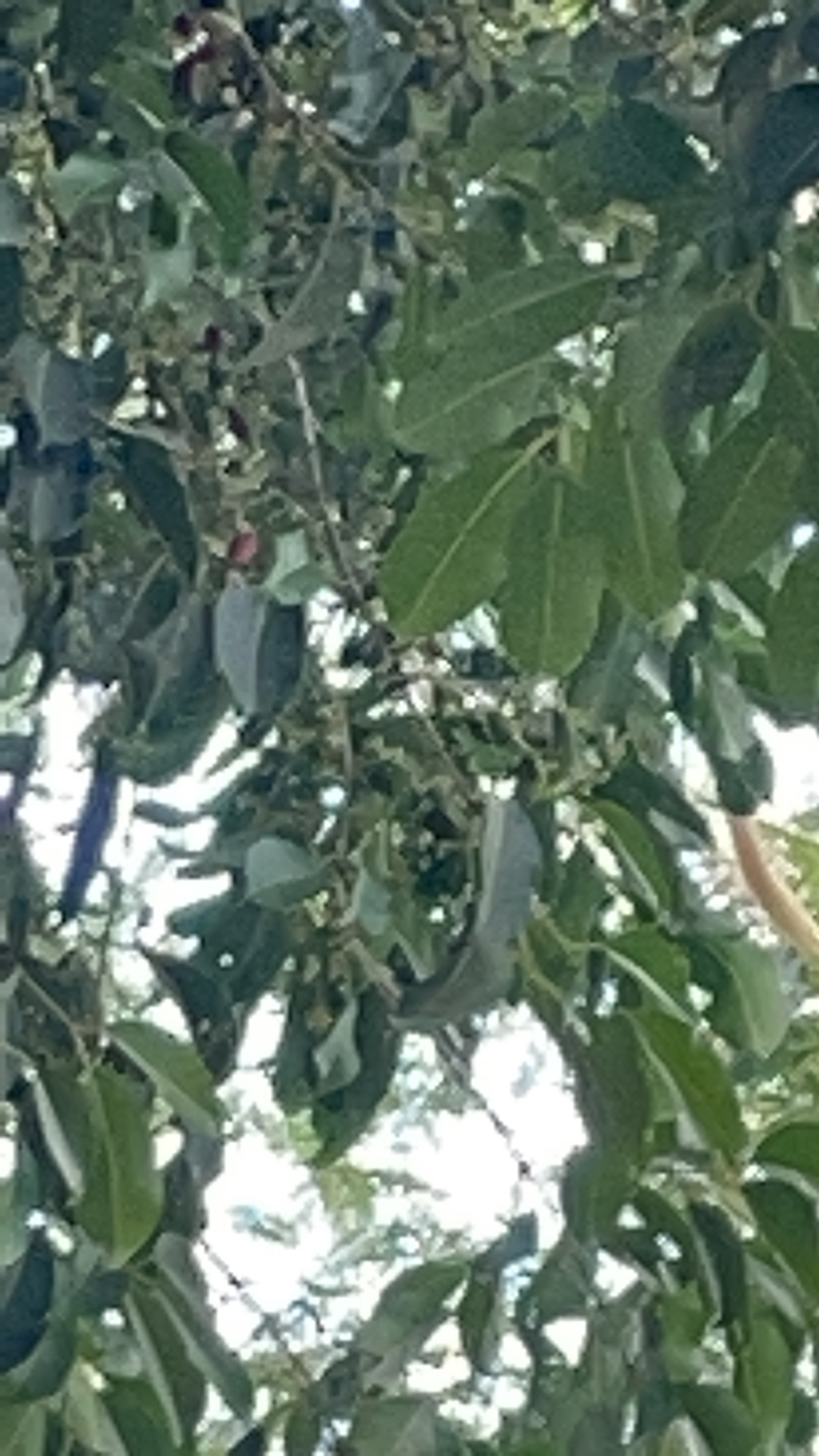 Syzygium cumini