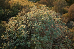 Cistus parviflorus